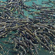 湟魚 湟魚