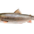 鮭鱸魚 鮭鱸魚