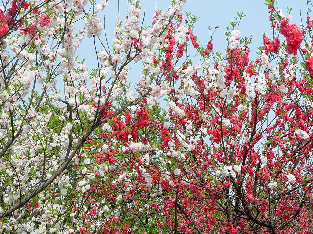春風送暖 桃花滿眼 遍地爛漫