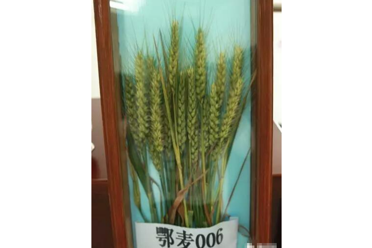 鄂麥006 鄂麥006