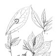 那坡樓梯草 那坡樓梯草