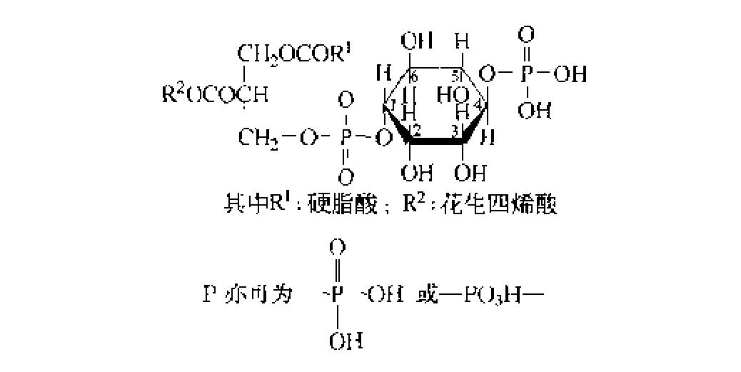 磷脂醯肌醇三磷酸