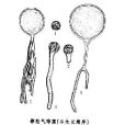 氣球藻屬 氣球藻屬