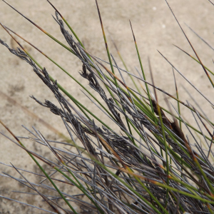 Lepidosperma canescens
