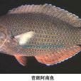 阿南魚屬 阿南魚屬