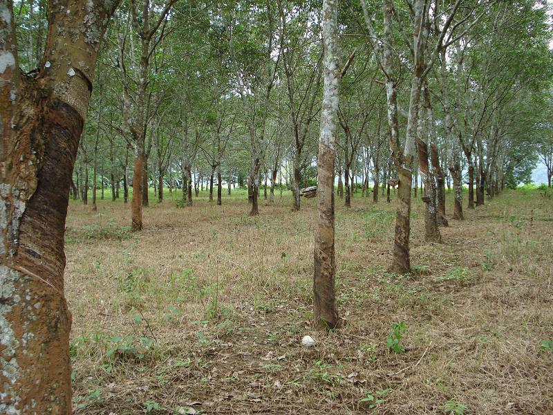 藤香林自然村的橡膠林