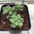 狹葉姬蕨 狹葉姬蕨
