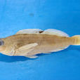 斑頭魚