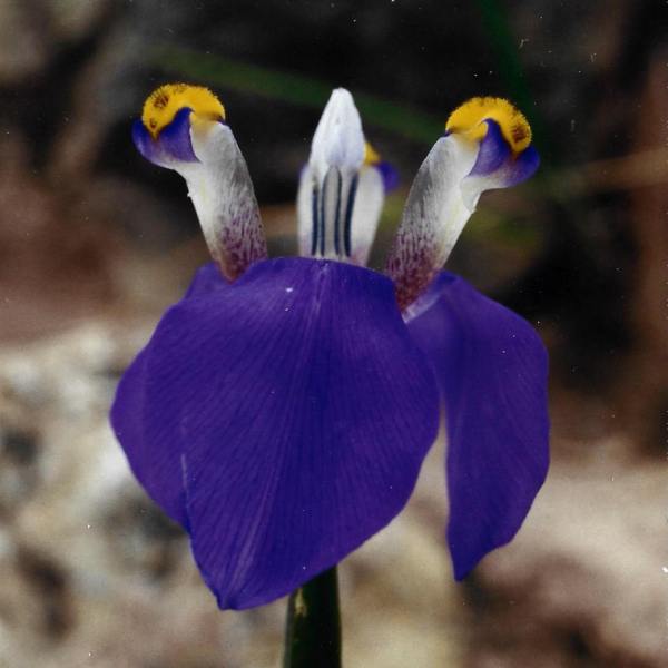 Hesperoxiphion herrerae