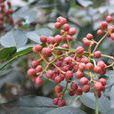 大紅袍(花椒品種之一) 大紅袍(花椒品種之一)