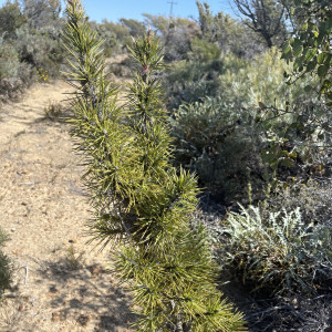Allocasuarina pinaster