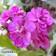草桂花 草桂花