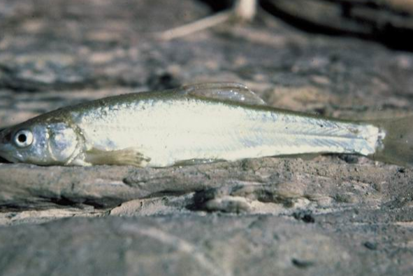傷鰭魚屬 傷鰭魚屬