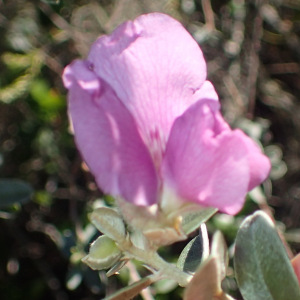 Podalyria burchellii
