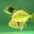 鯧魚(鯧魚)