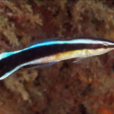 飄飄(隆頭魚科動物) 飄飄(隆頭魚科動物)