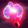 Phytl信號探測器 Phytl信號探測器