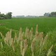 龍駕村 龍駕村