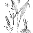 毛穗藜蘆 毛穗藜蘆