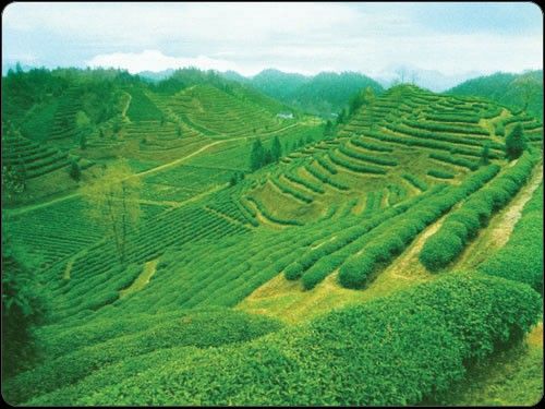 感德茶 感德茶