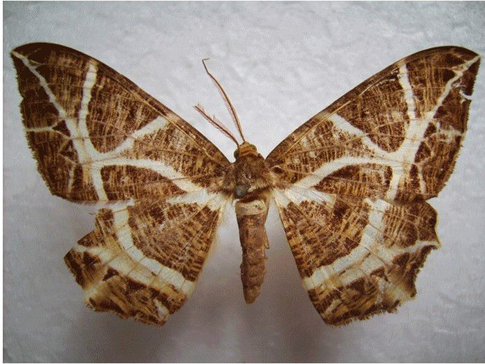 雪焰尺蛾 雪焰尺蛾