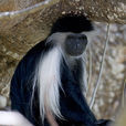 安哥拉疣猴