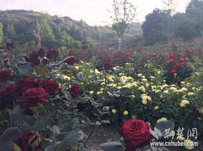 木蘭玫瑰園中黑玫瑰、黃玫瑰種植區
