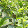 獨特(山茶屬山茶栽培品種) 獨特(山茶屬山茶栽培品種)