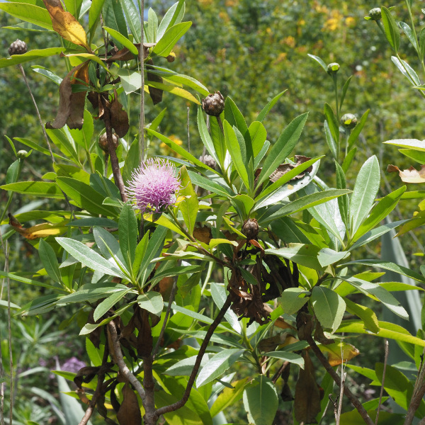 Cheirolophus arbutifolius