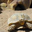 沙漠地鼠龜斑點陸龜