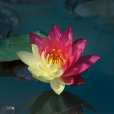 雙色蓮 雙色蓮