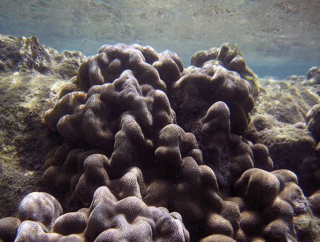 棕葉濱珊瑚