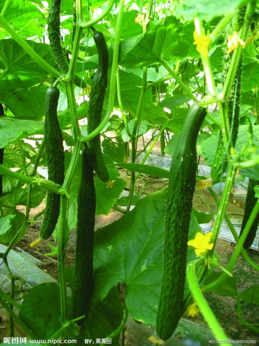 菸農1號 菸農1號
