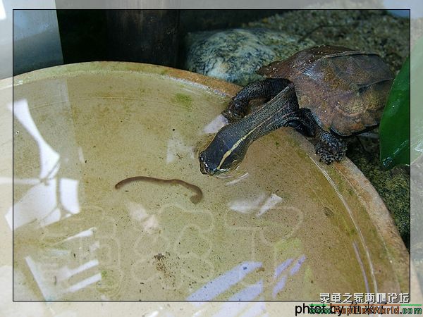地龜(楓葉龜)