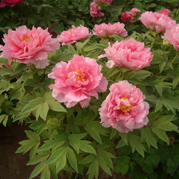 花競害 花競害