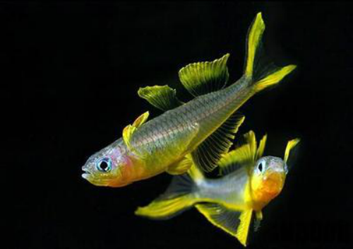 燈魚：熱帶雨林的水族魅影