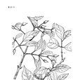 奇異連翹 奇異連翹