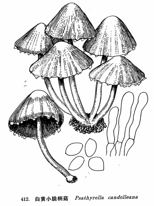 黃蓋小脆柄菇