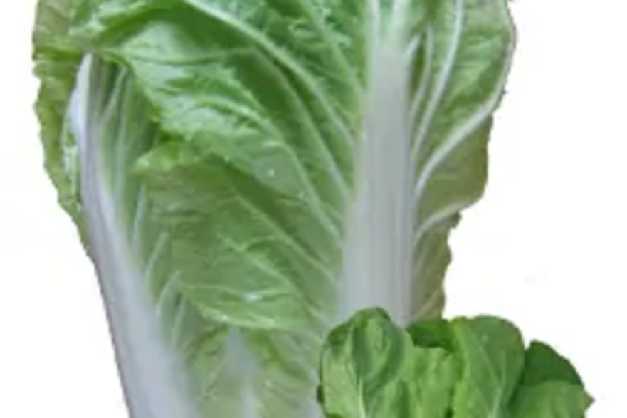早熟8號 早熟8號