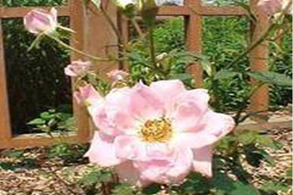 Rosa \x27Savamor\x27 SCENTSATIONAL