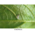 肖藜泉蠅 肖藜泉蠅