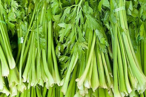 毛芹菜 毛芹菜