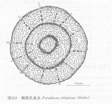 橢圓孔盤蟲 橢圓孔盤蟲