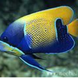 刺蓋魚科 刺蓋魚科