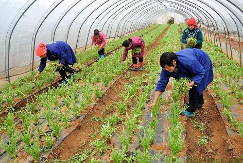 新石村的菜農在採摘大棚蔬菜