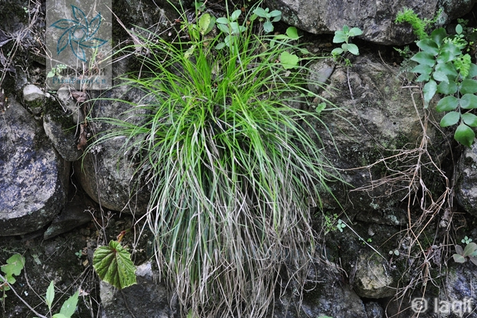 仲氏薹草(仲氏苔草) 仲氏薹草(仲氏苔草)