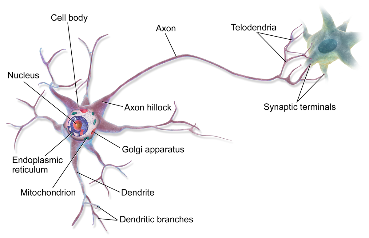 多極神經元