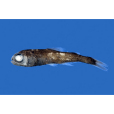 埃氏標燈魚 埃氏標燈魚
