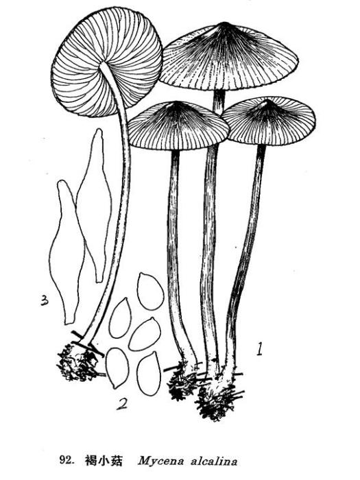 褐小菇 褐小菇
