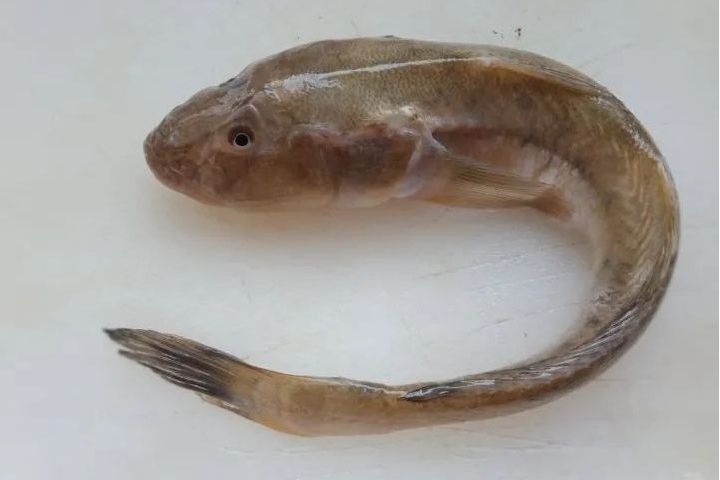 臂斑角魚 臂斑角魚